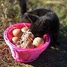 Плетеная корзинка круглая 19x10 см (пластик)