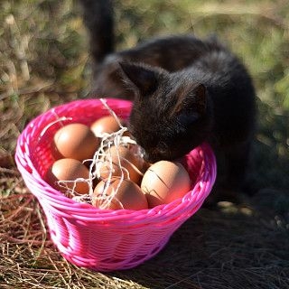 Плетеная корзинка круглая 19x10 см (пластик)